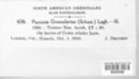 Puccinia grossulariae image